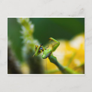 Carte Postale Prière Mantis Manger Prey