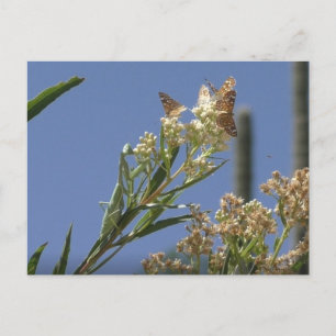 Carte Postale Priez Mantis Chasse Les Papillons