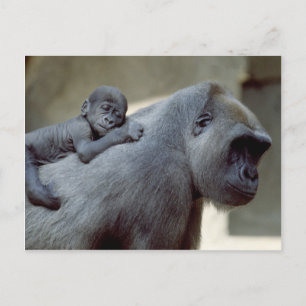 Carte Postale Primates de la vie sauvage