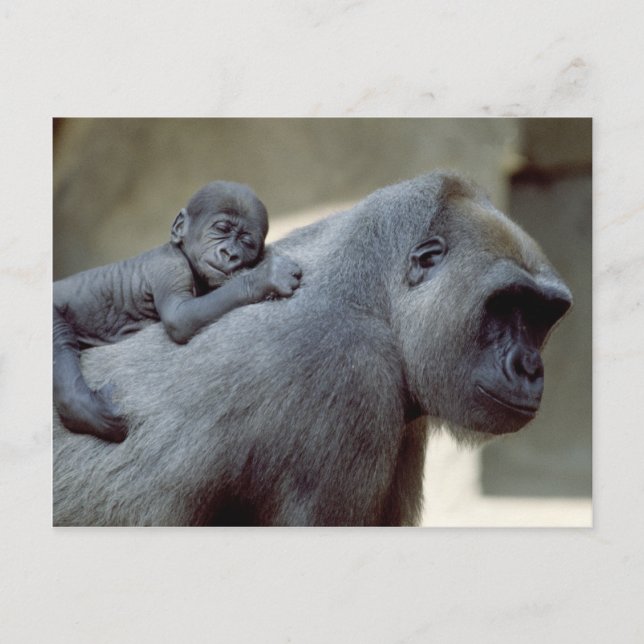 Carte Postale Primates de la vie sauvage (Devant)
