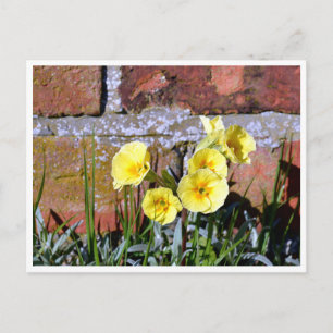 Carte Postale Primrose