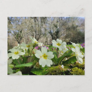Carte postale Primrose