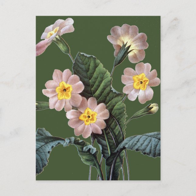 Carte Postale Primrose (Devant)