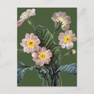Carte Postale Primrose