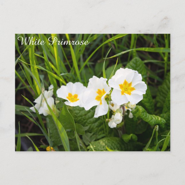 Carte Postale Primrose blanche (Devant)
