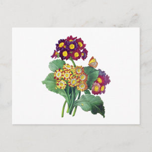 Carte Postale Primula Auriculum - Cowslip - Pierre Joseph Redout