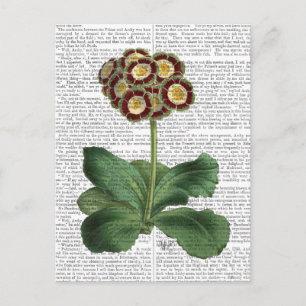 Carte Postale Primula Aurium Rouge