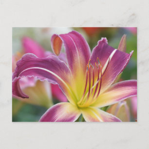 Carte Postale Prince de pourpre - Daylily