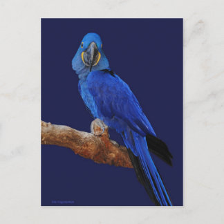 Carte Postale Prince des perroquets