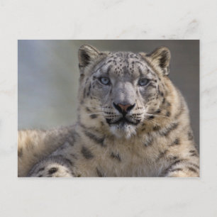 Carte postale Prince Himalayan