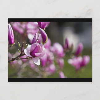 Carte Postale Princeton Purple Tree Flower