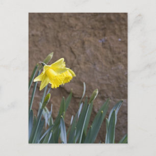 Carte Postale Printemps !