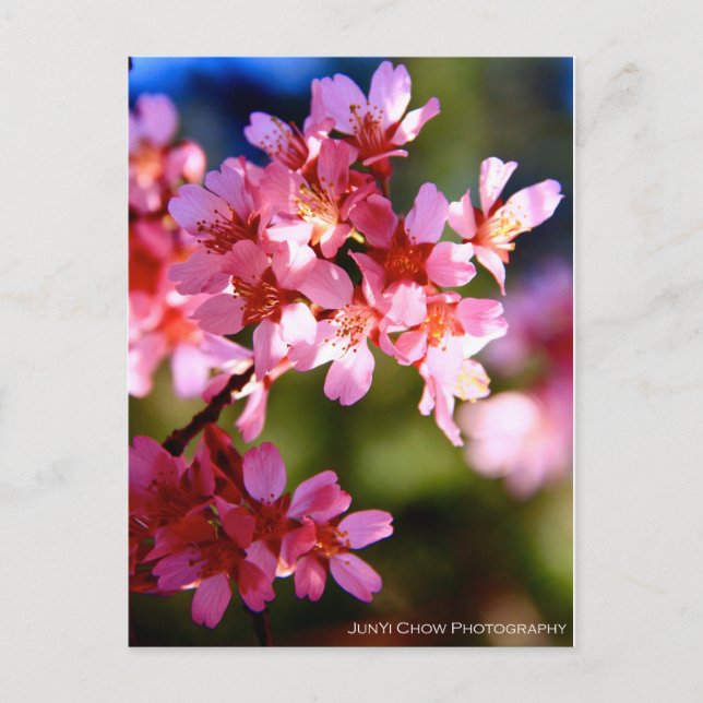 Carte Postale Printemps (Devant)