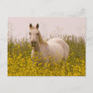 Carte Postale Printemps