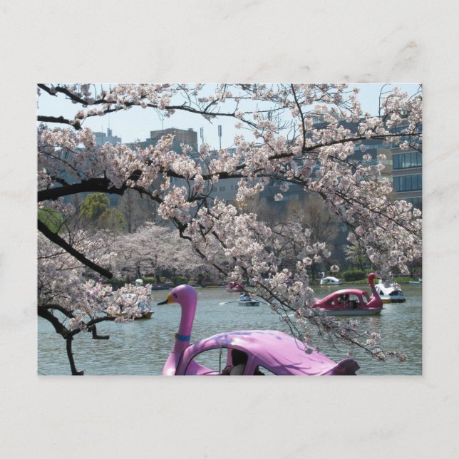 Carte Postale Printemps à Shinobazu Pond : Ueno, Tokyo (Devant)
