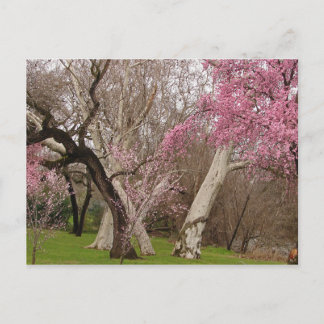 CARTE POSTALE - printemps dans Chico, CA