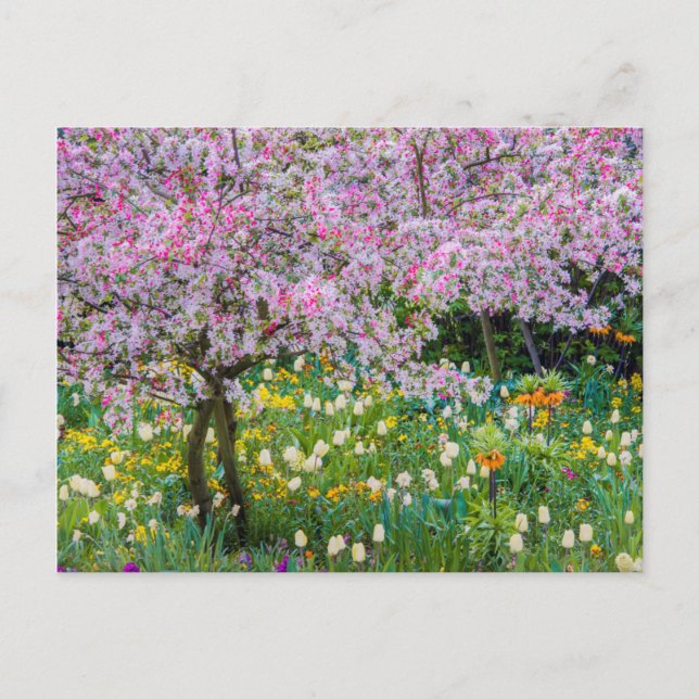 Carte Postale Printemps dans le jardin de Claude Monet (Devant)