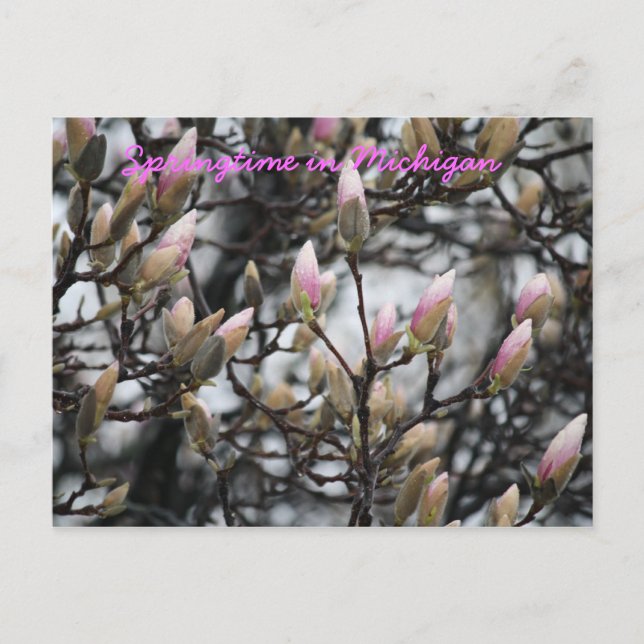 Carte Postale Printemps dans le Michigan (Devant)