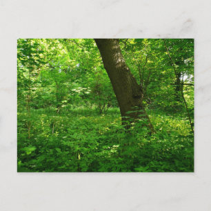 Carte Postale Printemps dans les bois