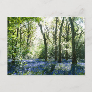 Carte postale Printemps Sunbeams