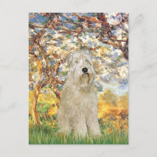 Carte Postale Printemps - Terrier roumain 7