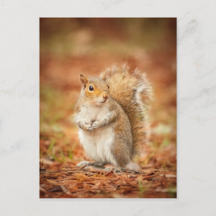 Carte Postale Pris