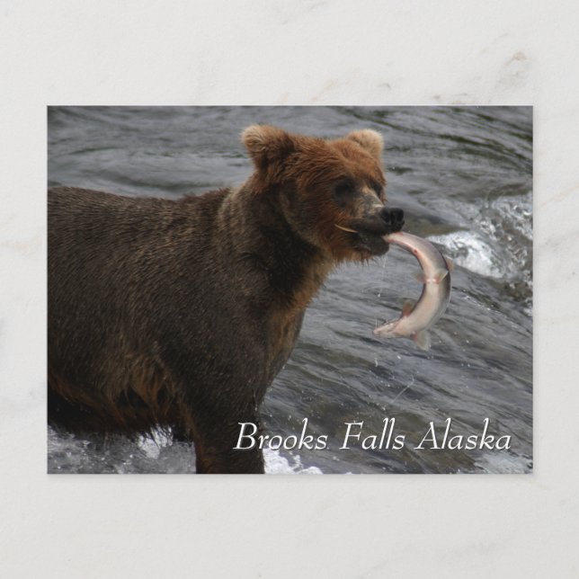 Carte Postale Pris, Brooks Falls Alaska (Devant)