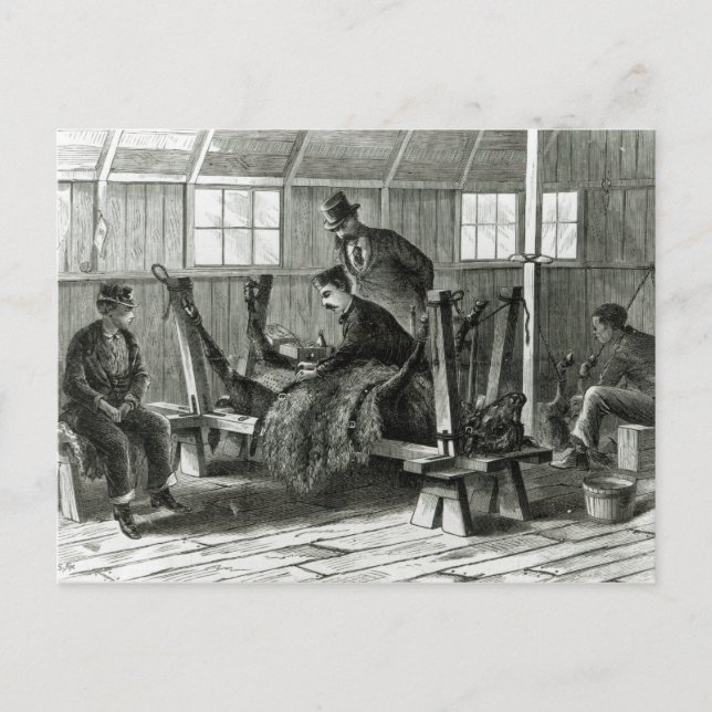 Carte Postale Prise du virus du veau (Devant)