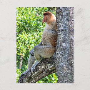 Carte Postale Proboscis singe