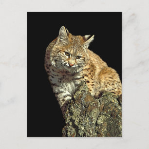 Carte Postale Produits de chat sauvage de Junglewalk.com