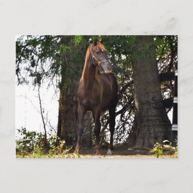 Carte Postale Produits Morgan Horse ! ! (Devant)