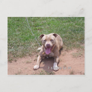 Carte Postale Produits Pit Bull