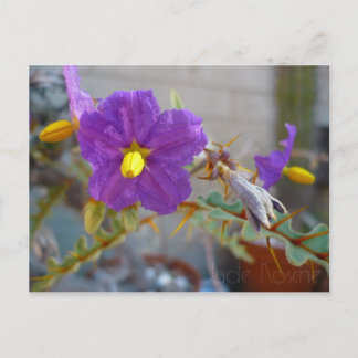 Carte Postale Produits Purple Maggie