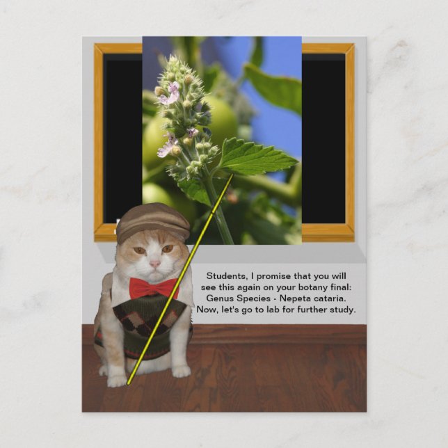 Carte Postale Professeur de chats drôle (Devant)