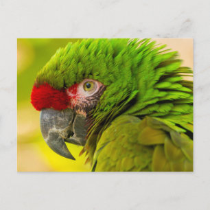 Carte Postale Profil de macaw à Père Noël Barbara Zoo