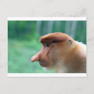 Carte Postale Profil de singe Proboscis