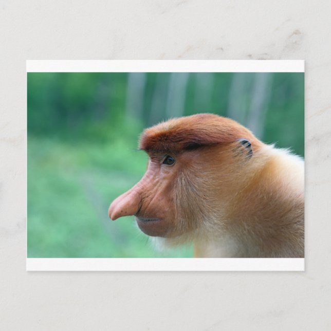 Carte Postale Profil de singe Proboscis (Devant)