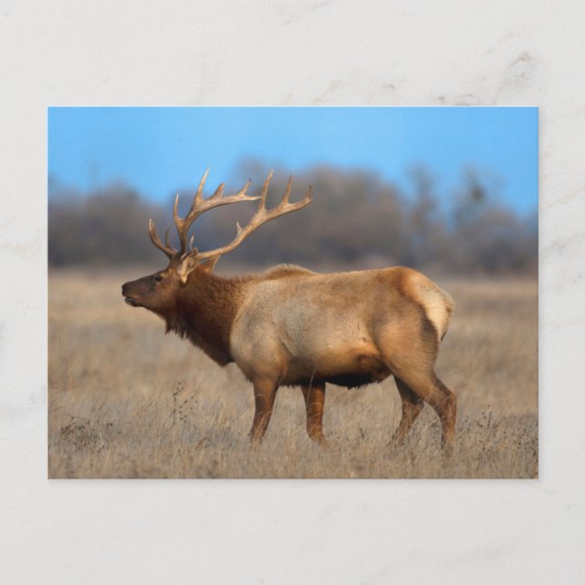 Carte Postale Profil d'élan en automne (Devant)