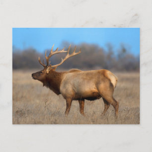 Carte Postale Profil d'Elk à l'automne