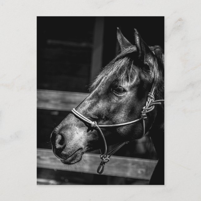 Carte postale Profil du cheval (Devant)