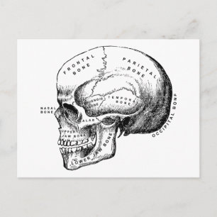 Carte Postale Profil du crâne Vintage rétroactif