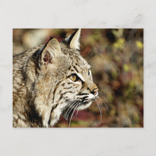Carte Postale Profil d'un Bobcat
