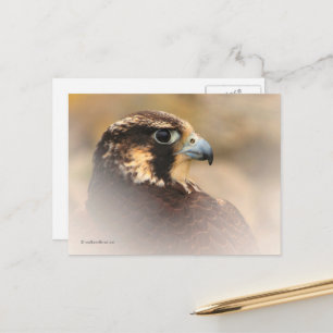 Carte Postale Profil d'un faucon pèlerin