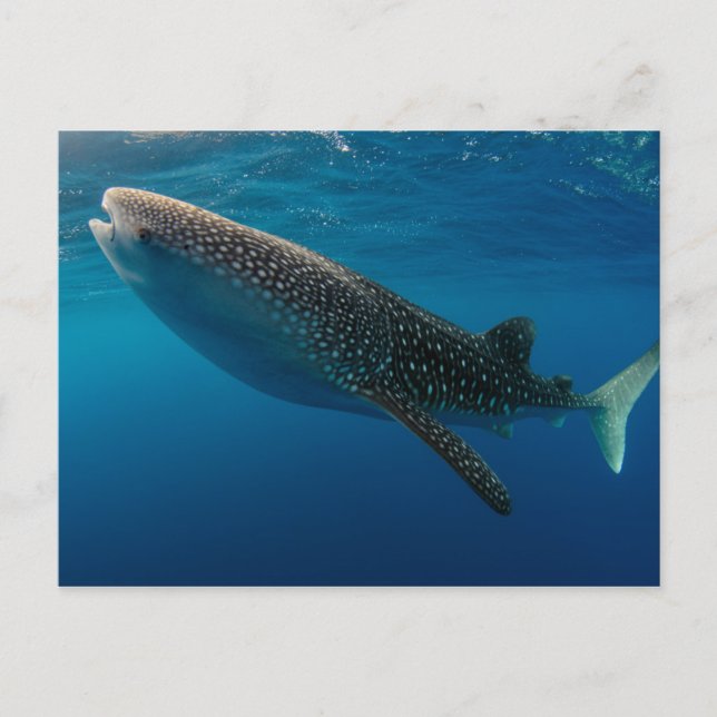 Carte Postale Profil d'un requin baleine, Indonésie (Devant)