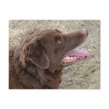 Profil P4 Flatlandersam