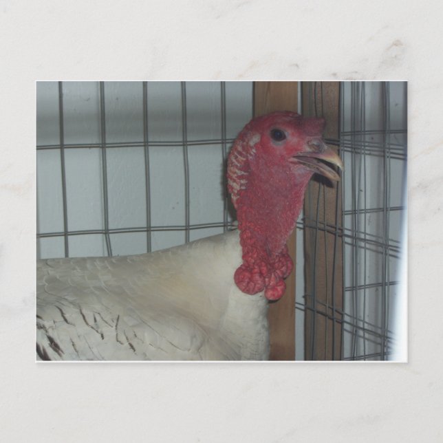 Carte Postale Profil turc (Devant)