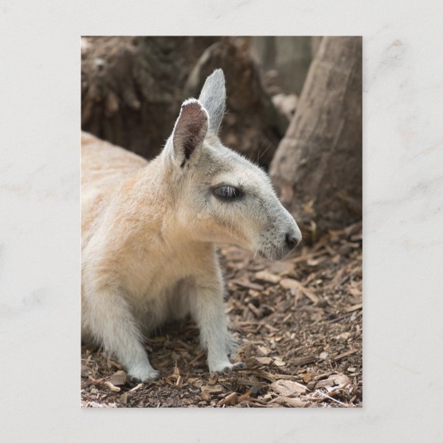 Carte Postale Profil Wallaby (Devant)