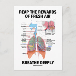 Carte Postale Profitez Des Récompenses D'Une Respiration Aérienn