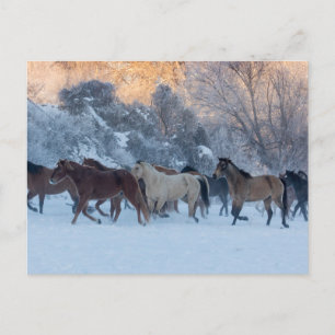 Carte Postale Promenade à cheval en hiver sur Hideout Ranch