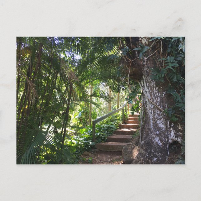 Carte Postale Promenade À Travers Une Forêt Tropicale, Kauai, Ha (Devant)